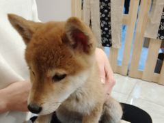 -柴犬小屋·柴餐厅·狗咖食堂(金鼎广场店)