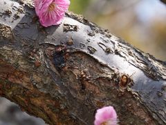 -顾村公园