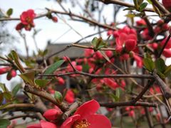 -长春观斋补堂素菜馆