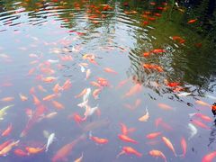 -西湖外事游船(花港观鱼码头)