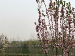 -洨河生态公园
