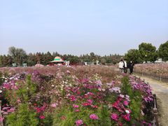 -荷兰花海