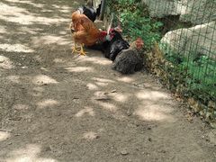 -大岭沟猕猴桃谷风景区