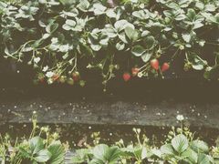 -尚田草莓姑娘白草莓采摘基地