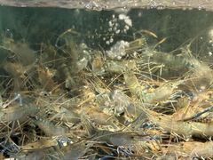 -海鲜e族(马王堆店)