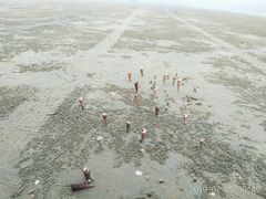 -红树林天天赶海