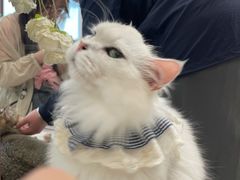 -共舞时光猫咖·狗咖(新街口店)