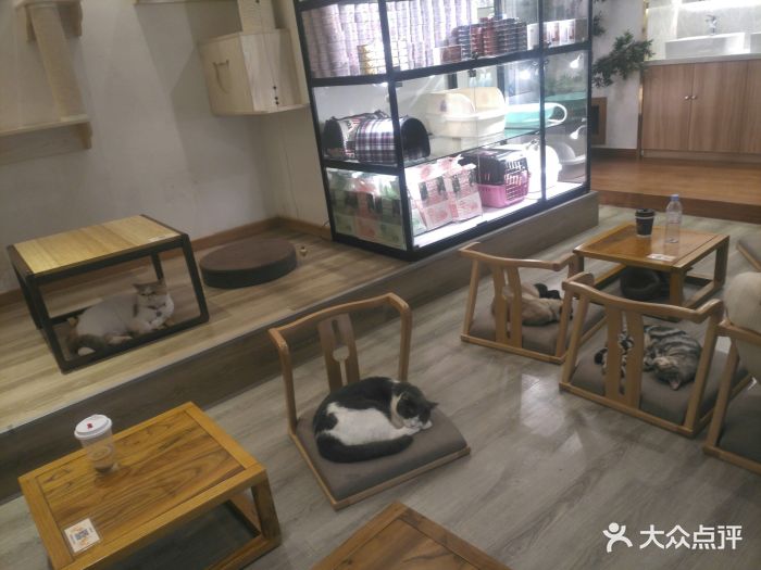 淘喵喵·猫咖啡馆猫咖猫舍(徐汇店)图片