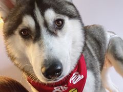 -Husky Go! 哈士奇体验馆·宠物咖啡厅狗咖