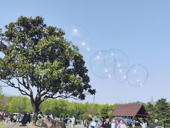 -上海滨江森林公园