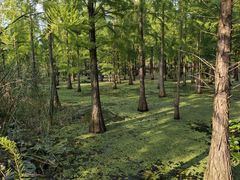 -池杉湖湿地公园