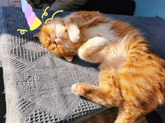 -平行世界·猫咖(首经贸店)