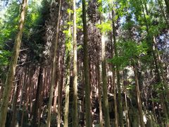 -山王坪喀斯特国家生态公园