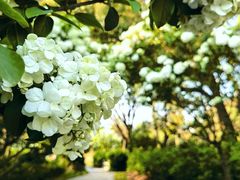 -上海共青森林公园