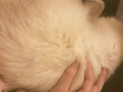 -猫色咖啡·猫咖