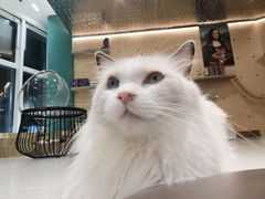 -飞行喵MR PILOT|猫舍·猫咖(静安大融城店)