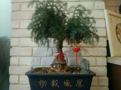 景观位-菩提树·素食餐厅(汇智国际商业中心店)