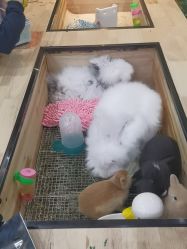 -神奇动物撸宠馆·羊驼·小浣熊·异宠(豫园店)