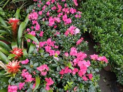 -金科花卉市场