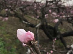 -南汇桃花村