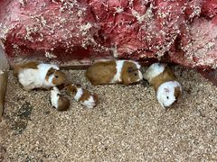 -上海大自然野生昆虫馆(东方明珠·爬宠昆虫探索中心)
