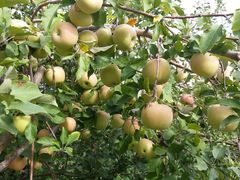 -万源龙顺度假庄园生态观光园