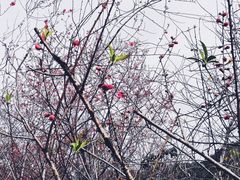 -丹樱生态园