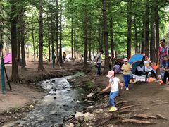 -白水寺森林公园