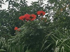 -呀诺达热带雨林