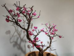 -石家庄市植物园
