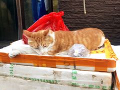 -中环花鸟鱼虫市场