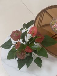 -薇兰专业脱毛连锁机构