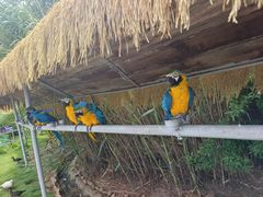 -西霞口神雕山野生动物世界