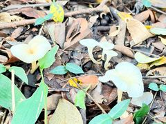 -杭州半山国家森林公园