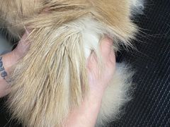 -PETKIT小佩宠物·低压洗护(国顺东路店)