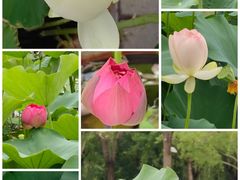 -莲花池公园