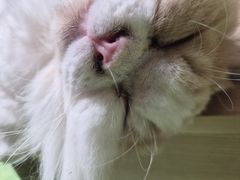 -爪爪喵星球·猫舍(卓悦中心店)