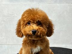 -翊宠yipet猫狗购宠庄园犬舍•猫舍