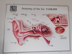 -自然之声助听器·呼吸机(公园路店)