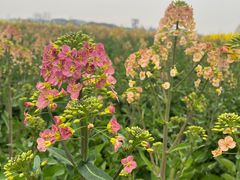 -中国天府农业博览园