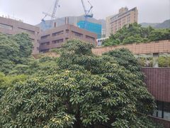 -香港大学