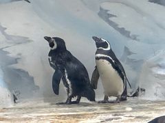 -上海海洋水族馆