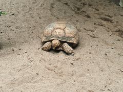 -清迈夜间动物园