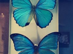 -上海昆虫博物馆