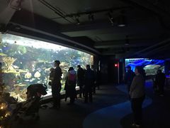-瑞普利水族馆