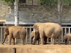 -石家庄市动物园