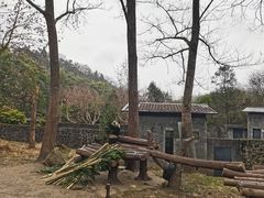 -都江堰中华大熊猫苑