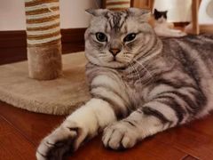 -Catmate·猫肥家润(金润铂宫店)