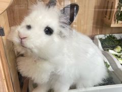 -得丘礼享谷·玉兰苑