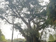 -云南勐巴娜西珍奇园